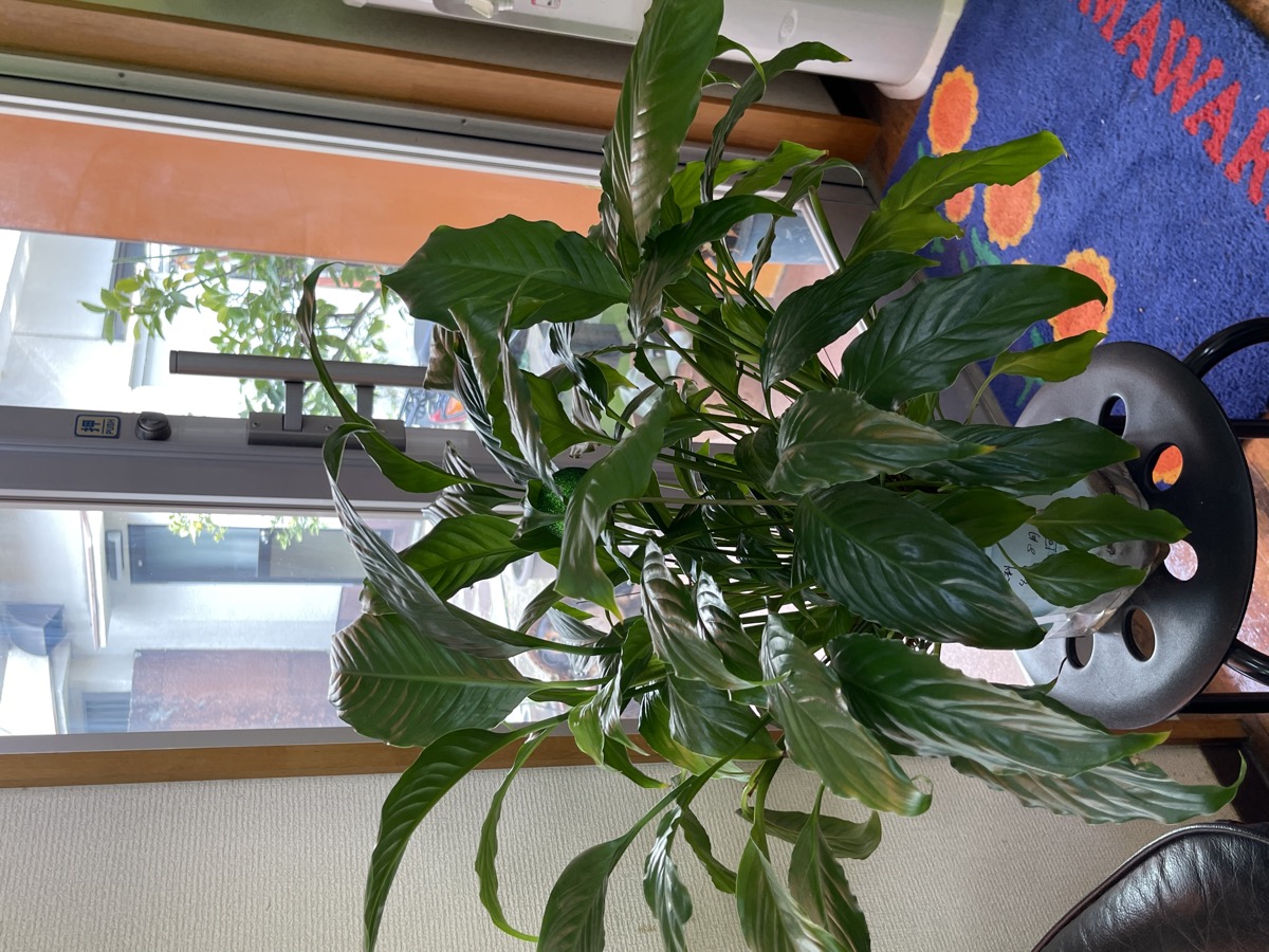 店内の植物